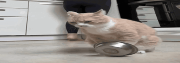 hungryCat animated emote