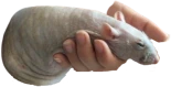 justarat emoji