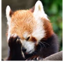 redpanda_facepalm emote