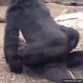 Golira emote