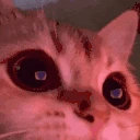 wow emote