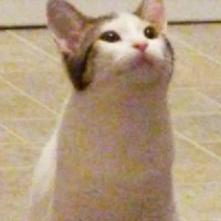 politestare emote