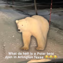 PolarBear emote