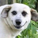 Wof_hh emote
