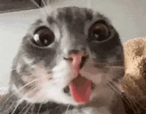 wotuh emoji