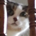 cat_peeking_worry emote