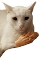 cat_I_see emote