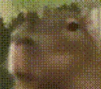 WhoAsked emote