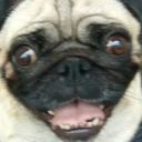 pug emote