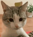 catBruh emote
