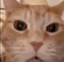 StareCat emote
