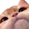 catClsoe emote
