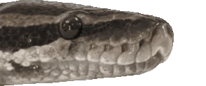 snek emoji