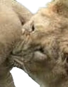 ball_bite emote