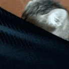 Cat_peek emote