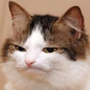 catthinking3 emote