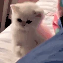CatPunch emote