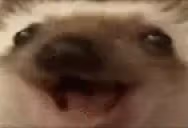 bestaHappy emote