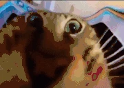 feast emote