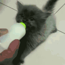 EarWiggle animated emote