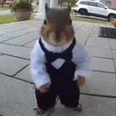 belka emote