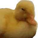 Duck_no emote