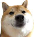 CE_DogeLook emote