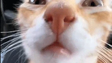DaPizdun emote