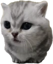 meo emote