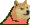 congadogeParrot emote