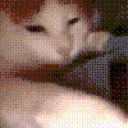 CatVape animated emote