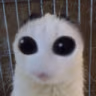 baba emote