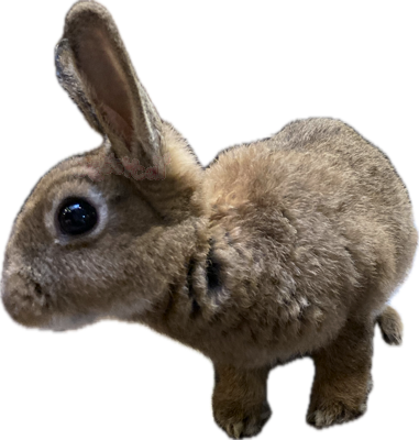 appleheadinterested static emote