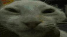 mewdd emote