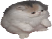 tupidsit emote