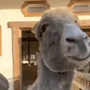 donkeyJam emote