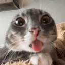 bluh emote