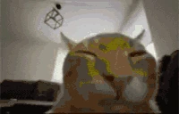 buhFlipExplode emote