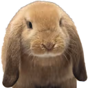 Bunny emote
