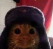 stare_cat emoji