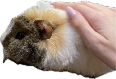 hamsterpat emote