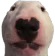 walter_dog emote