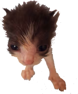 goofy_isaac emote