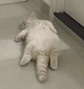 catdead emote