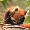 redpanda_facepalm2 emote