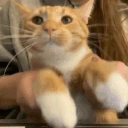Cat_keyboard emote
