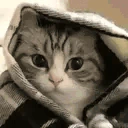 catComfy emote
