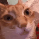 catErm6 emoji