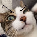 eyebrow_cat_intense emote