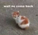 cat_noo emote